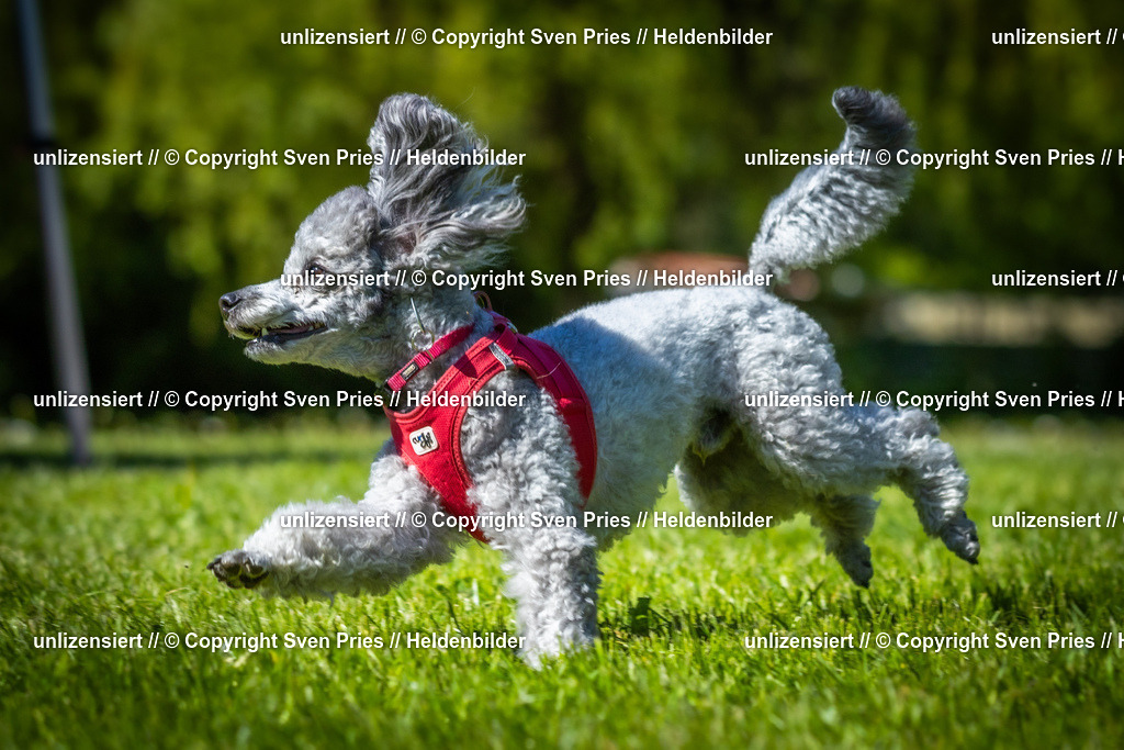 Hunderennen_April_2026_793 | 2026-04-26 - Hunderennen Baden-Oos April 2026 - Realisiert mit Pictrs.com