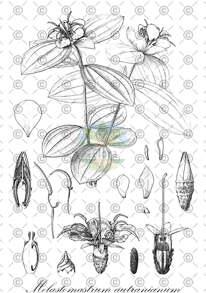 HistAbb_EMP_25964_1_SIMPLE | Historische Abbildung von Melastomastrum autranianum - Melastomataceae | Historical Illustration of Melastomastrum autranianum - Melastomataceae