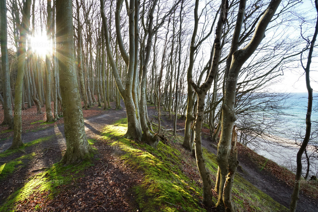 Küstenwald im Sonnenlicht des späten Nachmittags | Sonnenstrahlen des späten Nachmittags zaubern etwas Licht auf den bemoosten Waldboden eines Märchenwaldes am Meer.