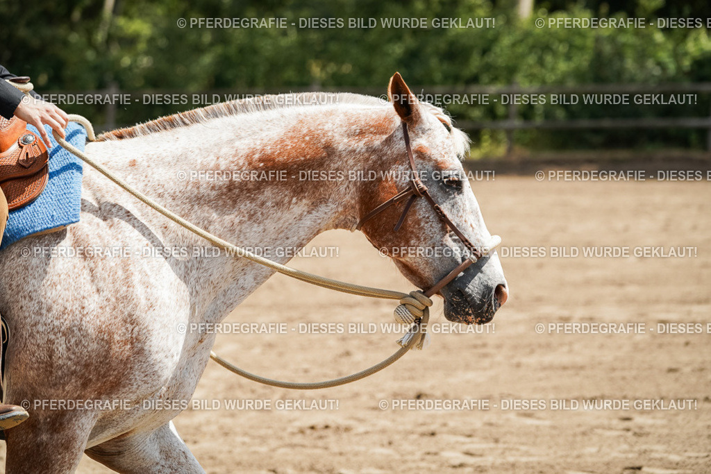 DSC06376 | Pferdegrafie