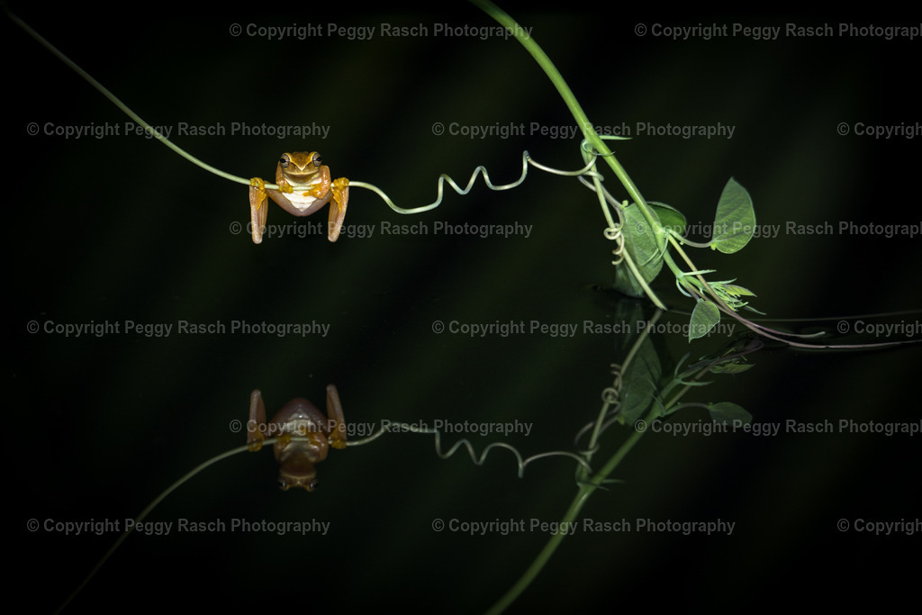 Frösche_Observatory_Lodge_groß (42 von 62) | PeggyRaschPhotography - Realisiert mit Pictrs.com