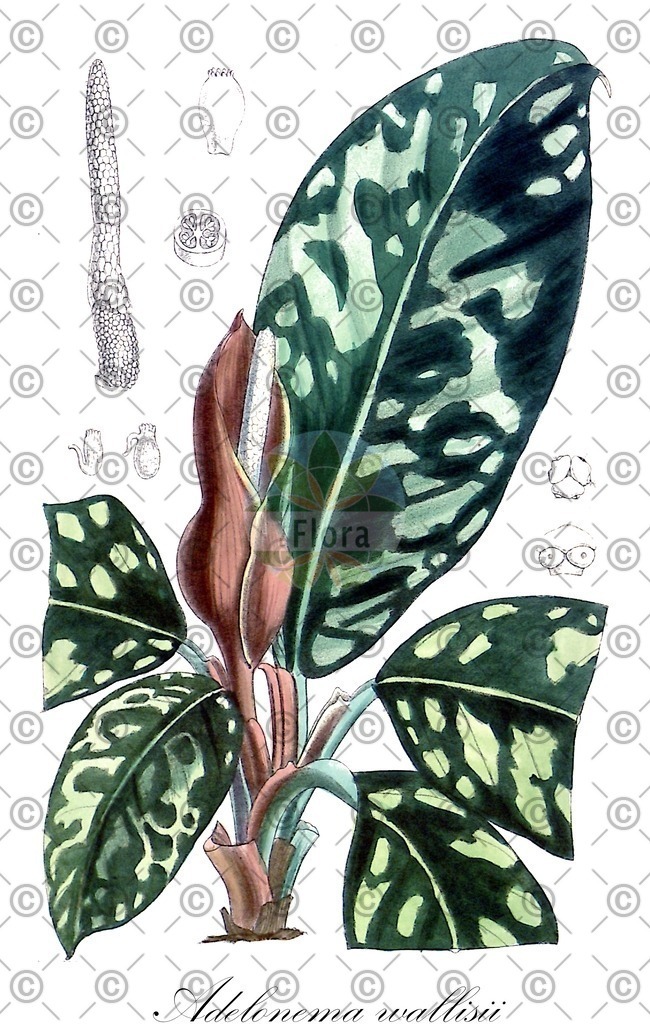 HistAbb_wfo-0001345679_1_ENZY_Simple | Historische Abbildung von Adelonema wallisii - Araceae | Historical Illustration of Adelonema wallisii - Araceae