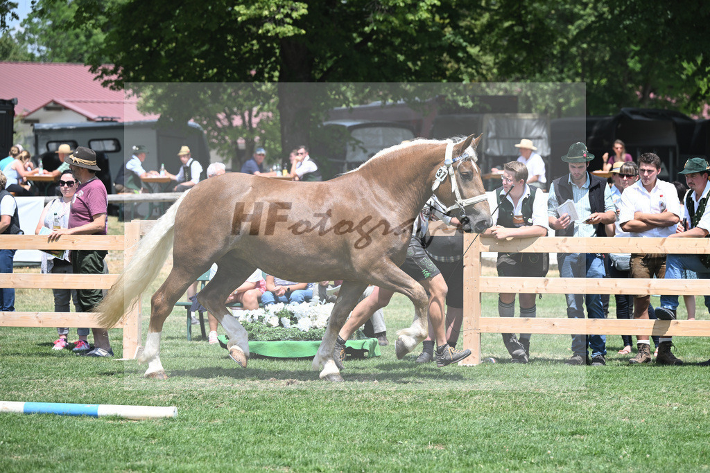 Kat-Nr. 37 Ida_Schmalzl_20230573 | hf-fotografie - Realisiert mit Pictrs.com