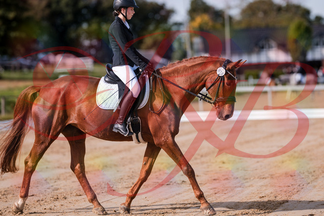 2026_10_03_Siefer-Hof_114101_Z81_83690511 | Professionelle Reitsport-, Turnier- und Eventfotografie von Robert Broda. Galerien mit ausgewählten und bearbeiteten Bildern direkt online ansehen und bestellen.