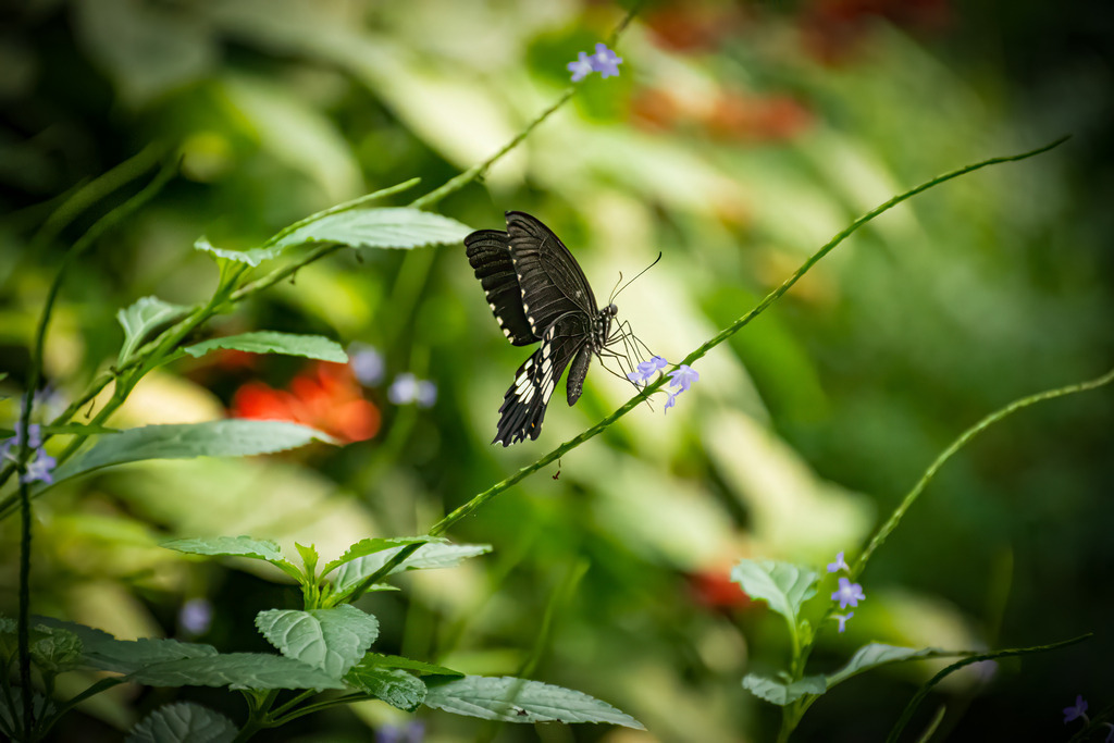 HFG_4214-Bearbeitet | Holzisphotography, Landschaftsfotografie, Wildlifefotogorafie - Realisiert mit Pictrs.com