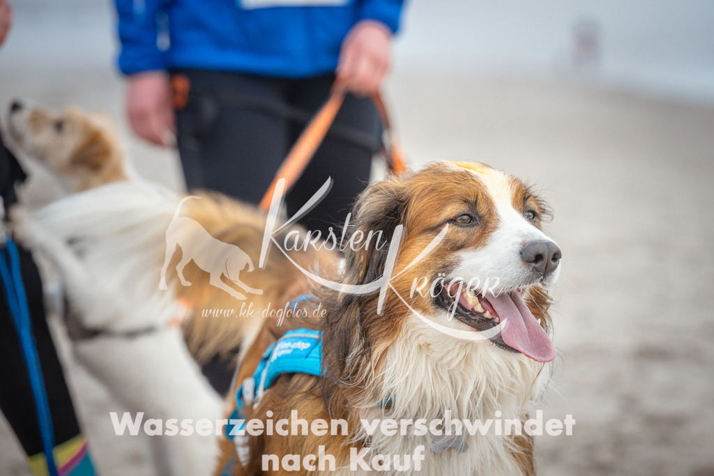 1148_ZZ91601 | kk-dogfotos