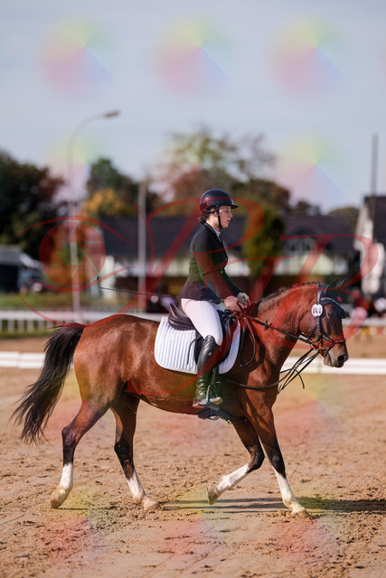 2026_10_03_Siefer-Hof_115437_Z81_94111553 | Professionelle Reitsport-, Turnier- und Eventfotografie von Robert Broda. Galerien mit ausgewählten und bearbeiteten Bildern direkt online ansehen und bestellen.