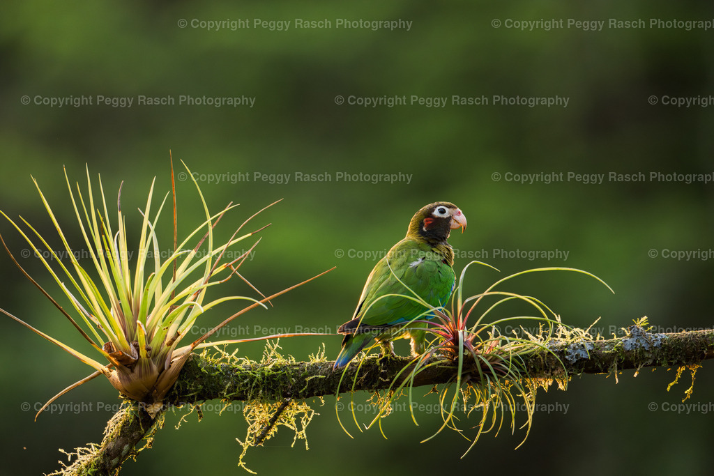 Papageien (6) | PeggyRaschPhotography - Realisiert mit Pictrs.com