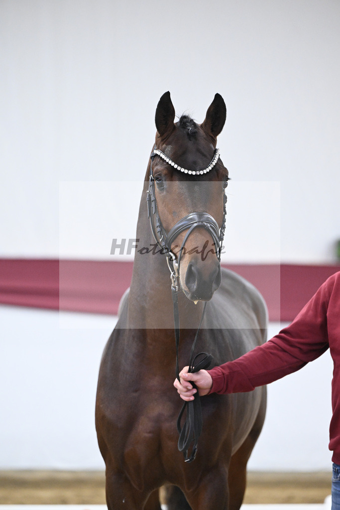 Kat-Nr. 30 Federer x Laomedon_Schulze Averdiek Sportpferde und Aufzucht GbR_47250952 | hf-fotografie - Realisiert mit Pictrs.com
