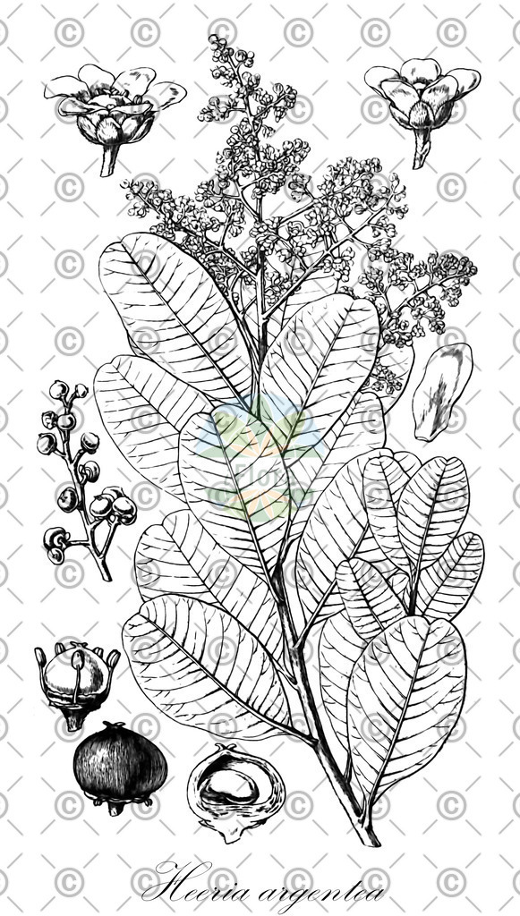 HistAbb_wfo-0000981038_1_ENZY_Simple | Historische Abbildung von Heeria argentea - Anacardiaceae | Historical Illustration of Heeria argentea - Anacardiaceae