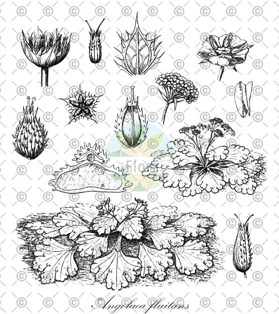 HistAbb_wfo-0000536542_190_ENZY_Simple | Historische Abbildung von Angolaea fluitans - Podostemaceae | Historical Illustration of Angolaea fluitans - Podostemaceae