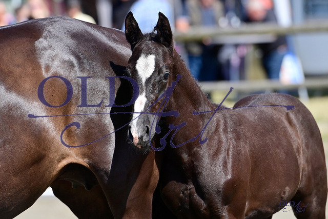 306 DE418180375623 FRE Diaron - Connor - Casall_DSC_1735 | <meta name="description" content="★Offizieller Merchandise und Foto-/Videostore des Oldenburger Verbandes.★ ✅Jetzt auch digital Ausdrucke erhältlich." />
<meta name="keywords" content="Merchandise Foto-/Videostore Oldenburger Verband Photographie 