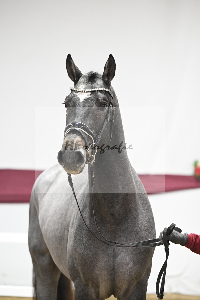 Kat-Nr. 95 Rob Roy vd Bisschop x Zambesi_Schulze Averdiek Sportpferde und Aufzucht GbR_47253092 | hf-fotografie - Realizzato con Pictrs.com
