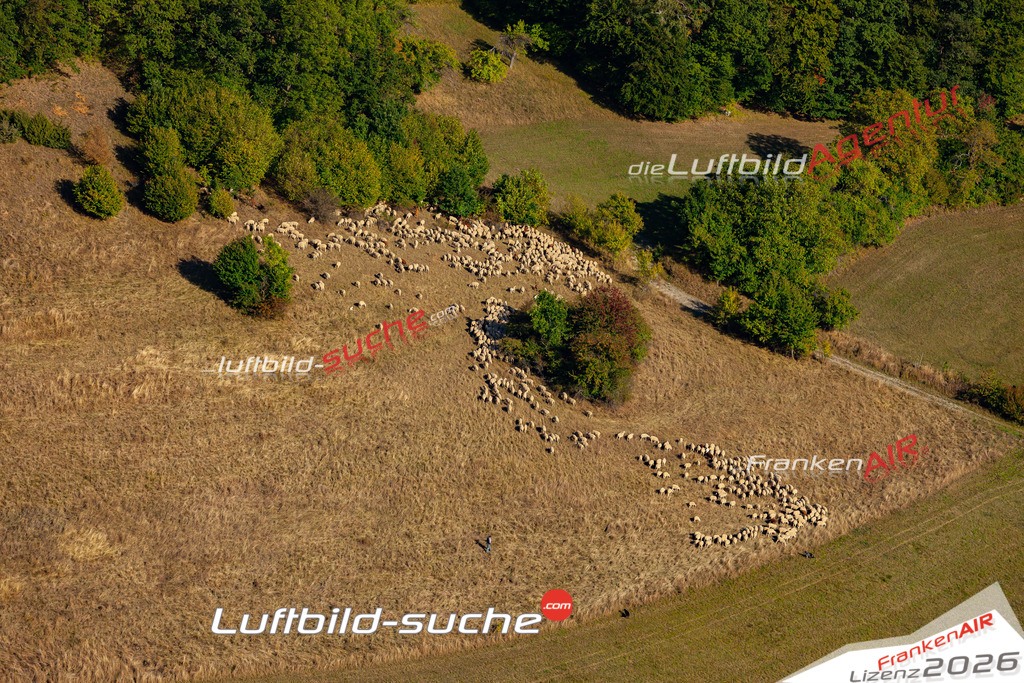 Die Luftbildaufnahme Schafherde-fraenkische-schweiz -  wurde 2019 mittels Flugzeug (keine Drohne) erstellt. Perfekte Schärfe und Druck- Ergebnisse- Garantiert!