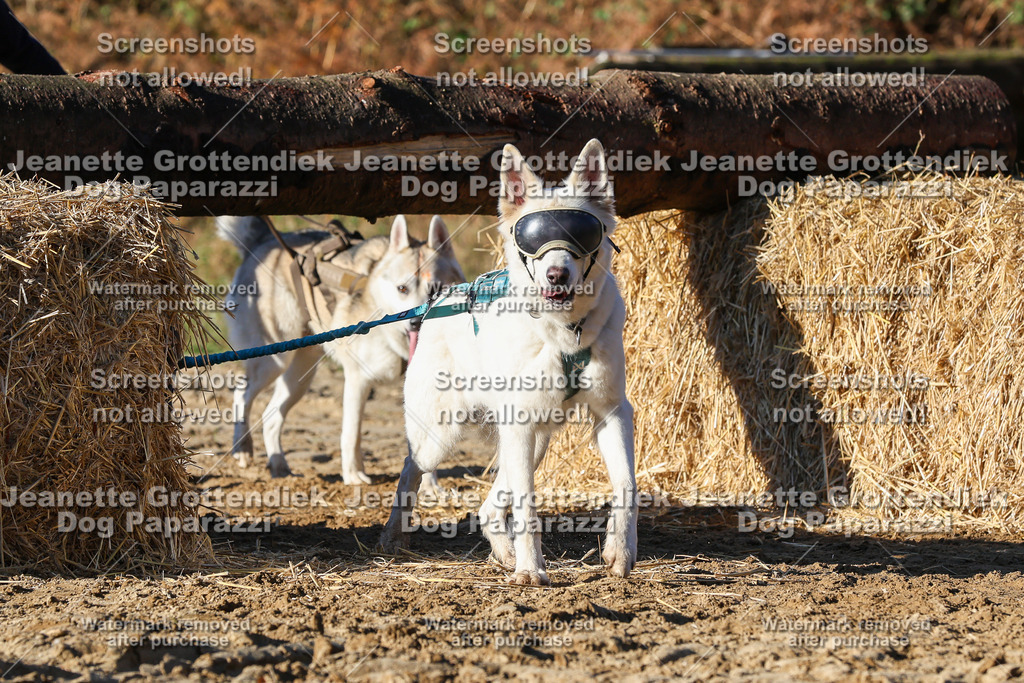 Dog Paparazzi - Strongdog 10-25-1676 | Dog Paparazzi Jeanette Grottendiek Fotografie & Videografie - Realisiert mit Pictrs.com