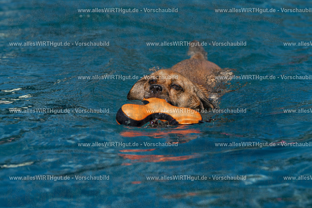 Hundeschwimmen_Volksbad_2026-allesWIRTHgut_Tierfotografie-2609061111-FAY06179 | Professionelle Tierfotografie in Mönchengladbach von Daniel Wirth (allesWIRTHgut). Liebevolle & natürliche Bilder von Hunden & Katzen für unvergessliche Erinnerungen.