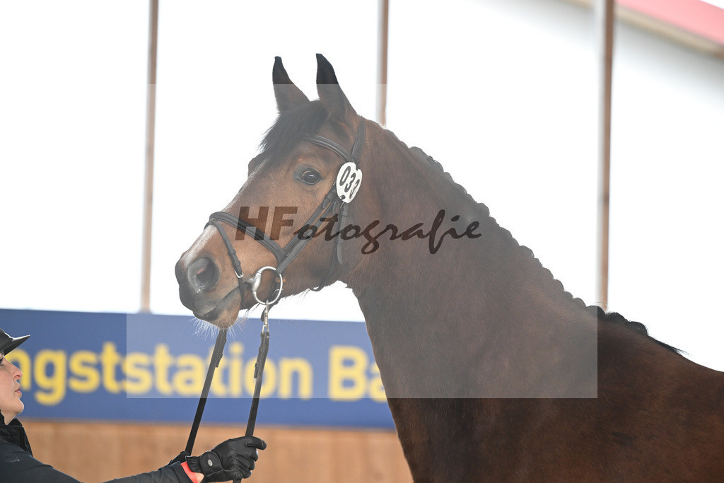Kat-Nr. 33 Leni v. Vigaro_Peter_14260927 | hf-fotografie - Realisiert mit Pictrs.com