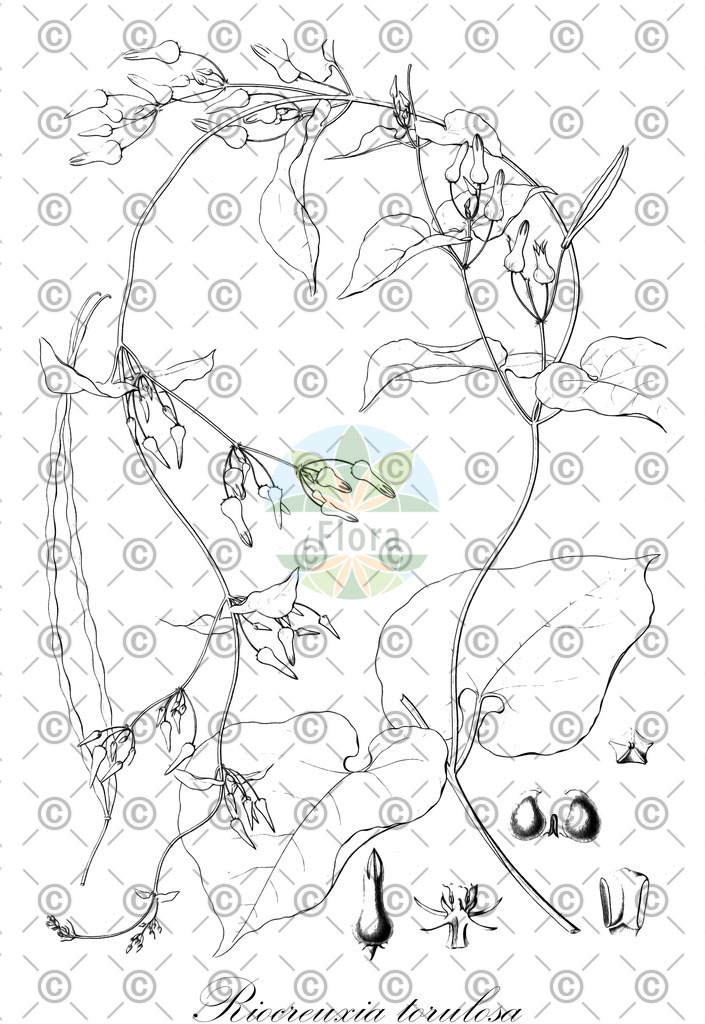 HistAbb_wfo-0000297312_1_ENZY_Simple | Historische Abbildung von Riocreuxia torulosa - Apocynaceae | Historical Illustration of Riocreuxia torulosa - Apocynaceae