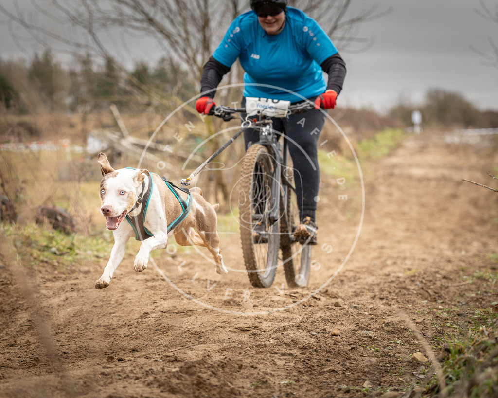 DV3A0697 | Hundefotografie, Tierfotograf, Pfotenfotografie, Fotoshooting Hund, Hunde Portrait, Hundesport, Hundeportraits, Heideshooting, Hunde, Sportfotograf, Hundefotograf, Turnierhundsport, THS,  - Realisiert mit Pictrs.com