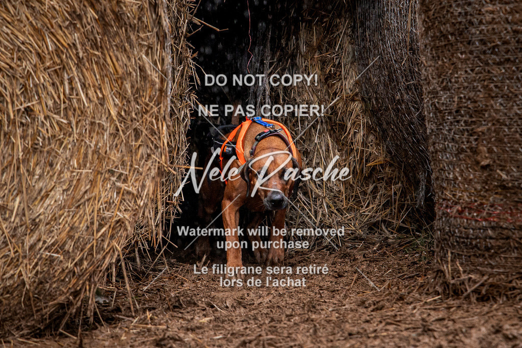 nelerasche_Hunsrück_So09-11_136 | nelerasche