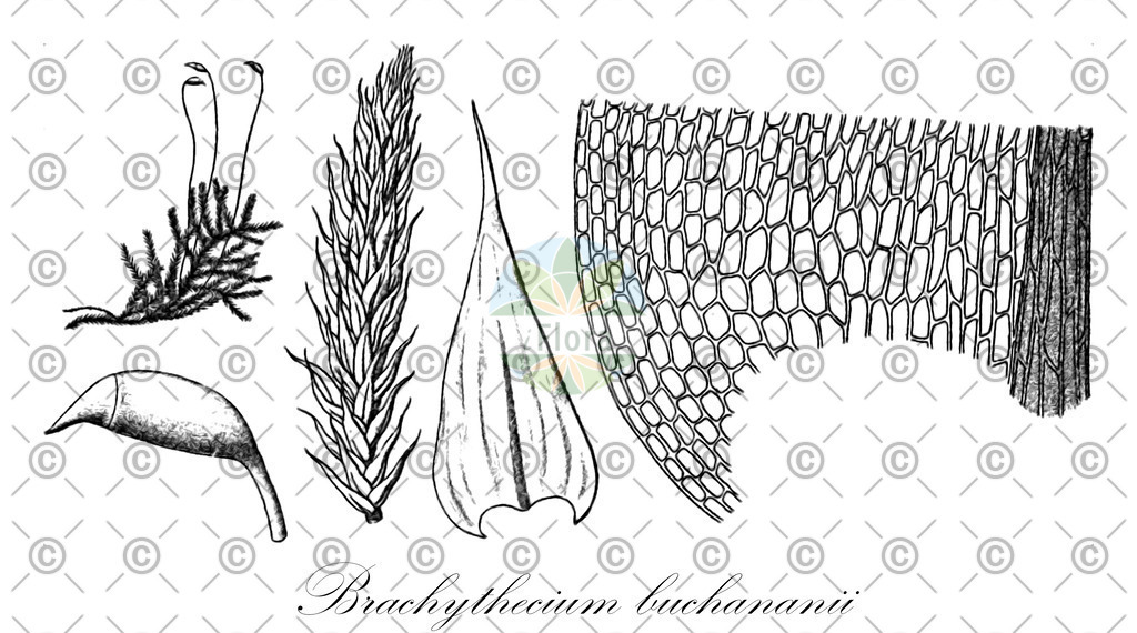 HistAbb_wfo-0001155382_1_ENZY_Simple | Historische Abbildung von Brachythecium buchananii - Brachytheciaceae | Historical Illustration of Brachythecium buchananii - Brachytheciaceae
