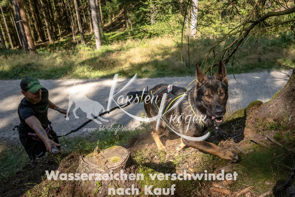 1241_ZZ94975 | kk-dogfotos