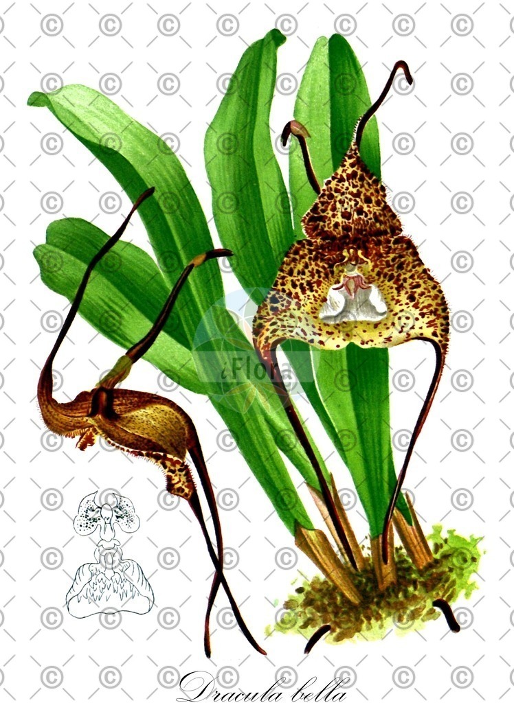 HistAbb_wfo-0000945611_1_ENZY_Simple | Historische Abbildung von Dracula bella - Orchidaceae | Historical Illustration of Dracula bella - Orchidaceae