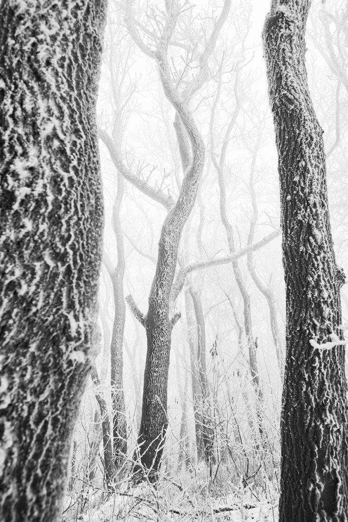 vershcneite und vereiste Bäume im Wienerwald | Wien, Austria - December 03, 2020: vershcneite und vereiste Bäume im Wienerwald. - Realisiert mit Pictrs.com