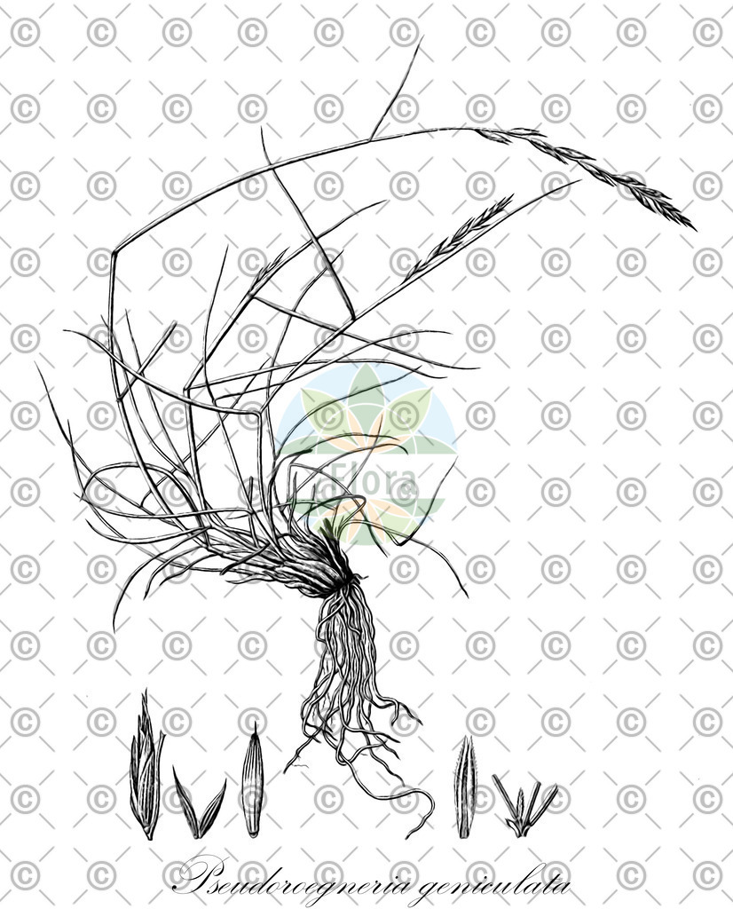 HistAbb_wfo-0000895002_1_ENZY_Simple | Historische Abbildung von Pseudoroegneria geniculata - Poaceae | Historical Illustration of Pseudoroegneria geniculata - Poaceae