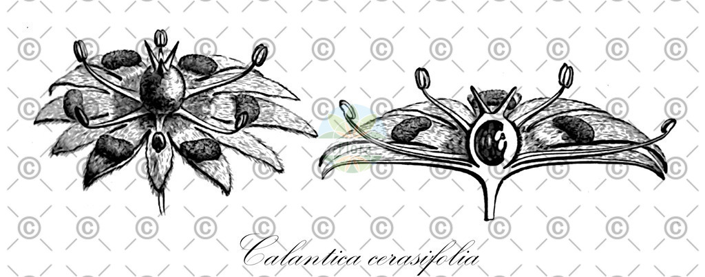 HistAbb_wfo-0000923386_1_ENZY_Simple | Historische Abbildung von Calantica cerasifolia - Salicaceae | Historical Illustration of Calantica cerasifolia - Salicaceae