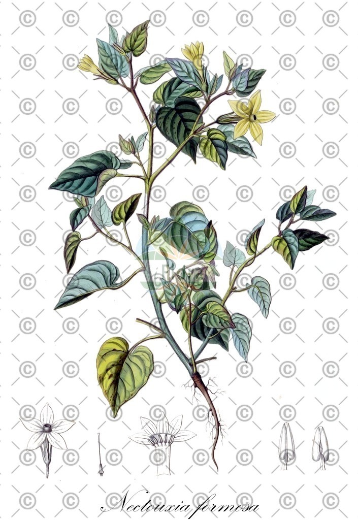 HistAbb_wfo-0001035473_1_ENZY_Simple | Historische Abbildung von Nectouxia formosa - Solanaceae | Historical Illustration of Nectouxia formosa - Solanaceae