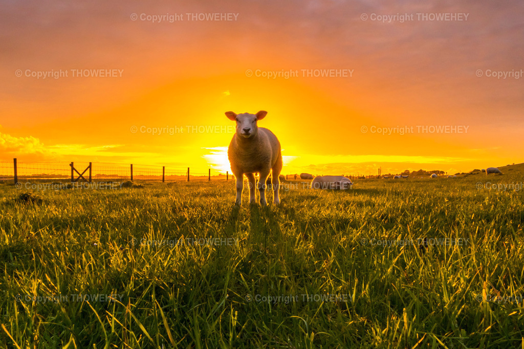 _2890500 | thowehey - Realized with Pictrs.com