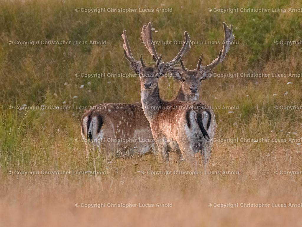 Damhirsche | bildkomponist - Realisiert mit Pictrs.com