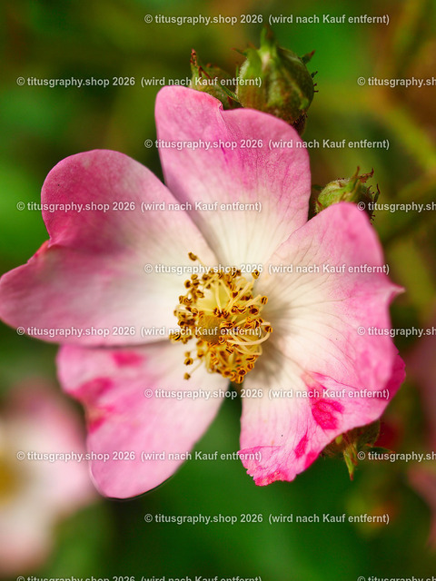 titusgraphy_P7193499-vz-ln | titusgraphy-shop: Geschenkideen mit Qualitätsfotos. titusgraphy-shop: gift ideas with quality photos. titusgraphy-shop: idées cadeaux avec photos de qualité.  - Realisiert mit Pictrs.com