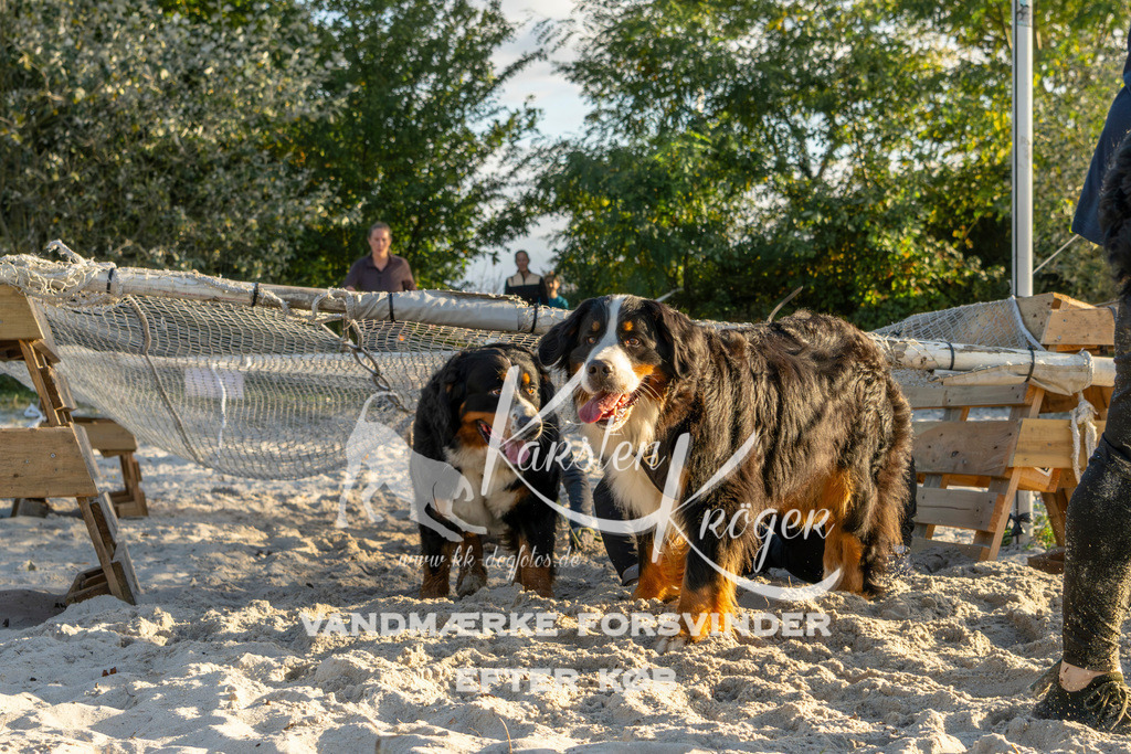 1653_ZZ99977 | kk-dogfotos