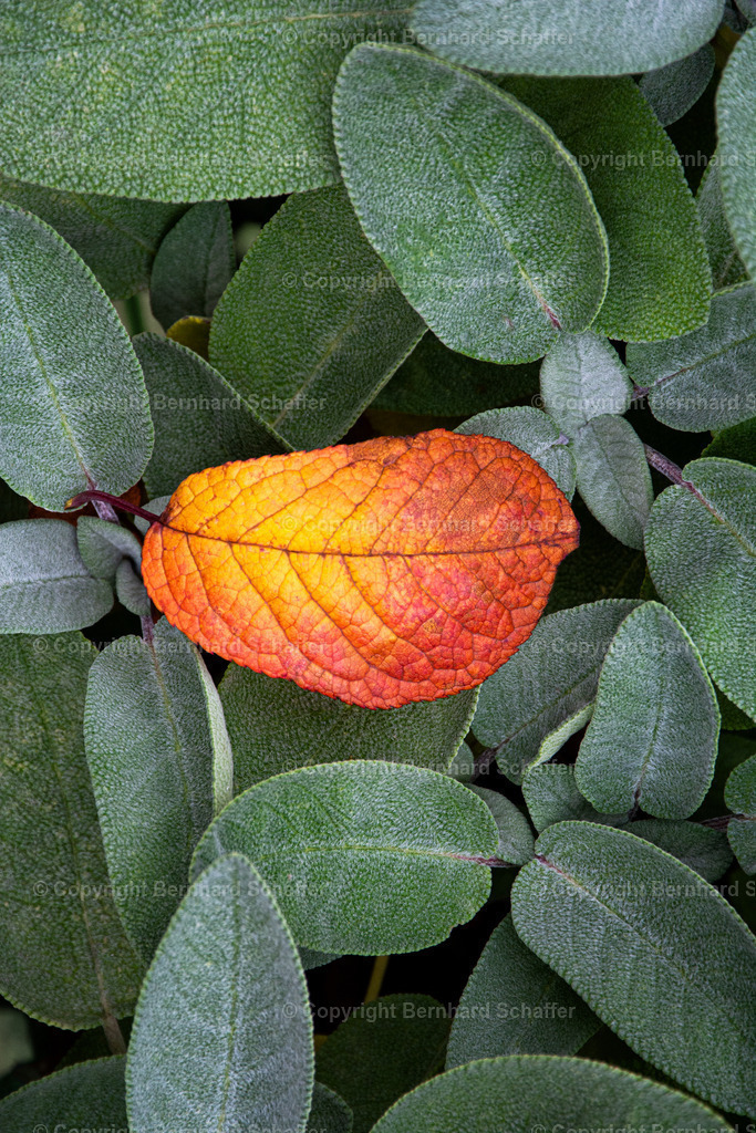 Salbeistrauch | Herbstliches Blatt liegt in einem Salbeibusch. - Realisiert mit Pictrs.com