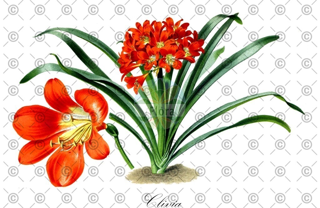 HistAbb_wfo-0000763762_1_ENZY_Simple | Historische Abbildung von Clivia - Amaryllidaceae (Clivie) | Historical Illustration of Clivia - Amaryllidaceae