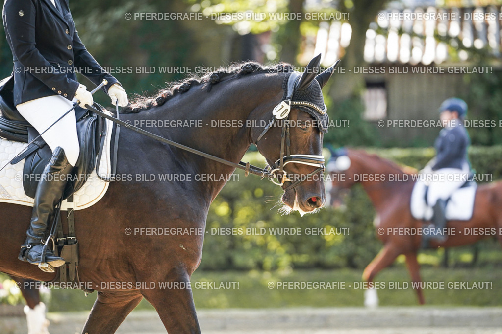 DSC06932 | Pferdegrafie