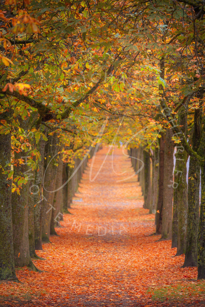 2023-10-20 Herbst Stuttgart Schloss Solitude 008 | Schwotte Media - Realisiert mit Pictrs.com