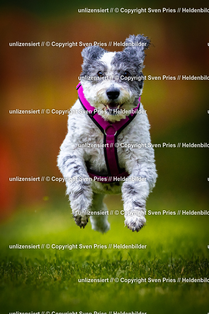 Sven Pries | 2025-09-21 - Hunderennen Baden-Oos - Realisiert mit Pictrs.com