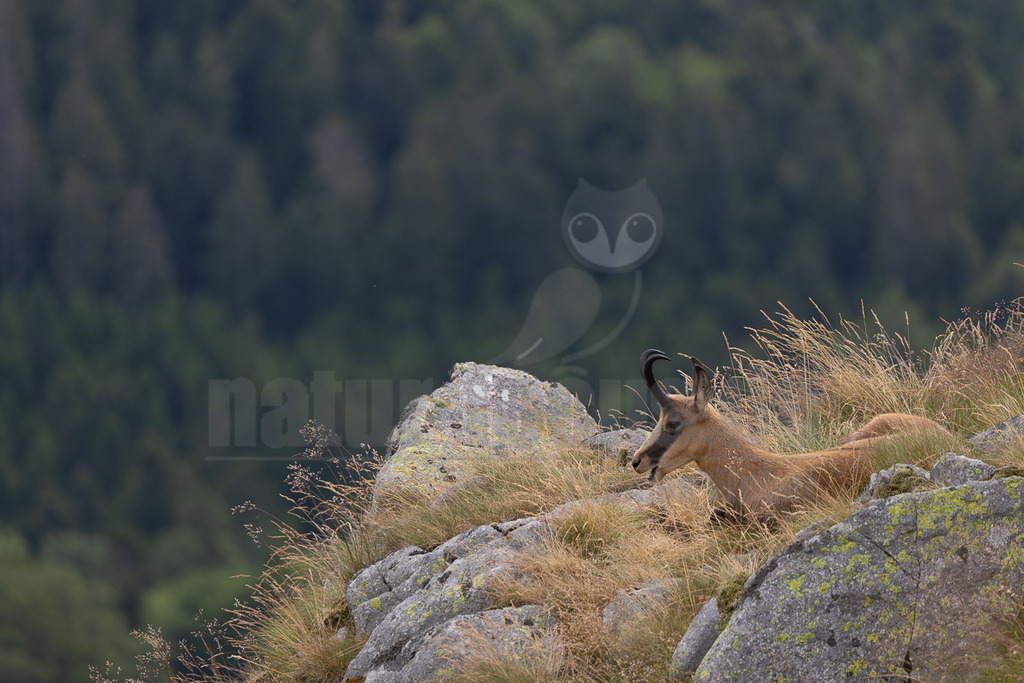 _5NF2056_20250706 | Eine Gämse (Rupicapra rupicapra) liegt entspannt auf einem felsigen Untergrund, umgeben von trockenem, goldenem Gras. Ihr braunes Fell hebt sich vom grauen Gestein ab, das teilweise mit grünem Moos und Flechten bewachsen ist. Im unscharfen Hintergrund ist ein dichter, dunkelgrüner Wald zu erkennen. Die Gämse blickt nach rechts aus dem Bild. - Realisiert mit Pictrs.com