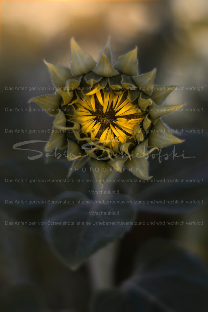 New Start | Exklusive Naturfotografie für stilvolle Wanddekoration ★ Premium Wandbilder Made in Germany ✔️ FineArt Drucke & Downloads ✔️ Brillante Farben, höchste Qualität & weltweiter Versand ✔️ - Realisiert mit Pictrs.com