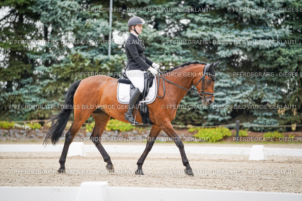 DSC01082 | Pferdegrafie