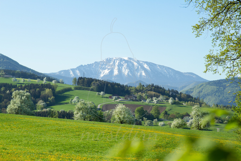 Der mächtige Ötscher und seine blühenden Untertanen | Birnbaumblüte Mostviertel
Bei Veröffentlichung des Bildes ist eine Namensnennung wie folgt erforderlich: 
Foto: Mostdirn Irmgard Wieser
 - Realisiert mit Pictrs.com
