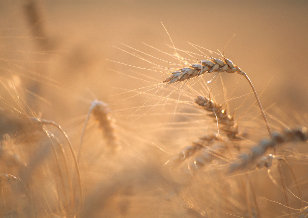 Getreidefeld im Gegenlicht | Austria - 2009: Getreidefeld im Gegenlicht. - Realisiert mit Pictrs.com
