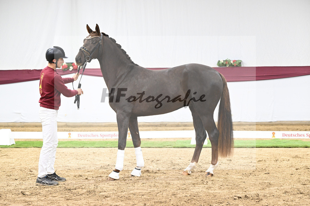 Kat-Nr. 129 Floricello x Dantano_Norbert Hoechsmann_47254300 | hf-fotografie - Realisiert mit Pictrs.com