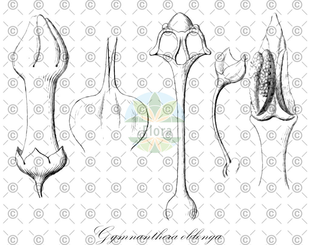 HistAbb_wfo-0000976758_1_ENZY_Simple | Historische Abbildung von Gymnanthera oblonga - Apocynaceae | Historical Illustration of Gymnanthera oblonga - Apocynaceae