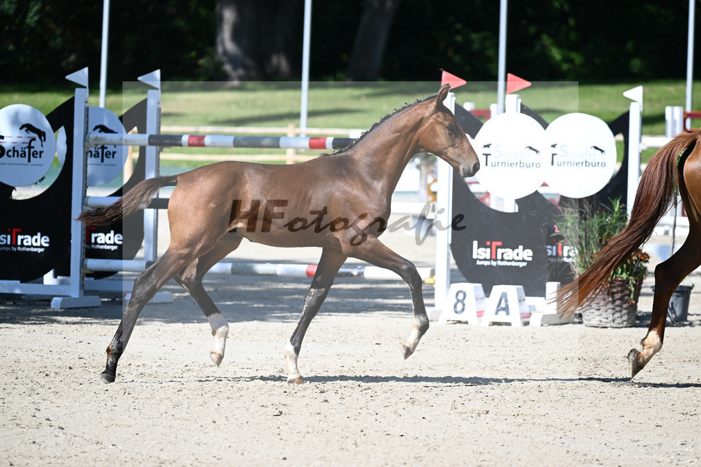 Praesentation Auktionsfohlen_36230133 | hf-fotografie - Realisiert mit Pictrs.com