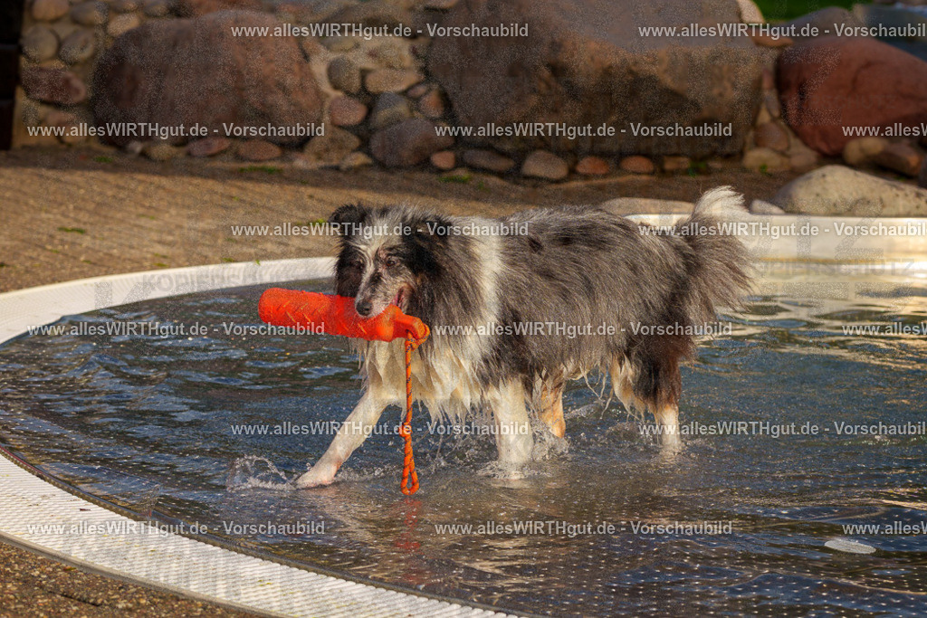 Hundeschwimmen_Grefrath_2026-allesWIRTHgut_Tierfotografie-15_22-FAY01259 | Professionelle Tierfotografie in Mönchengladbach von Daniel Wirth (allesWIRTHgut). Liebevolle & natürliche Bilder von Hunden & Katzen für unvergessliche Erinnerungen.
