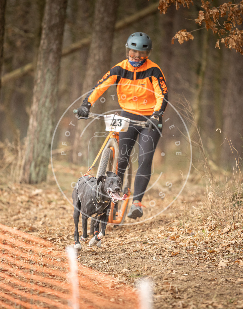 Pfotenfotografie_DV3A4116 | Hundefotografie, Tierfotograf, Pfotenfotografie, Fotoshooting Hund, Hunde Portrait, Hundesport, Hundeportraits, Heideshooting, Hunde, Sportfotograf, Hundefotograf, Turnierhundsport, THS,  - Realisiert mit Pictrs.com